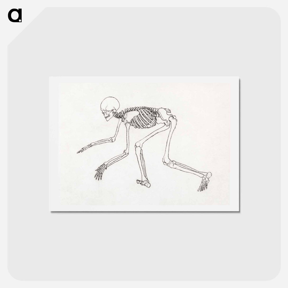 アートポストカード-Human Skeleton, Lateral View
- ジョージ スタッブス Postcard.