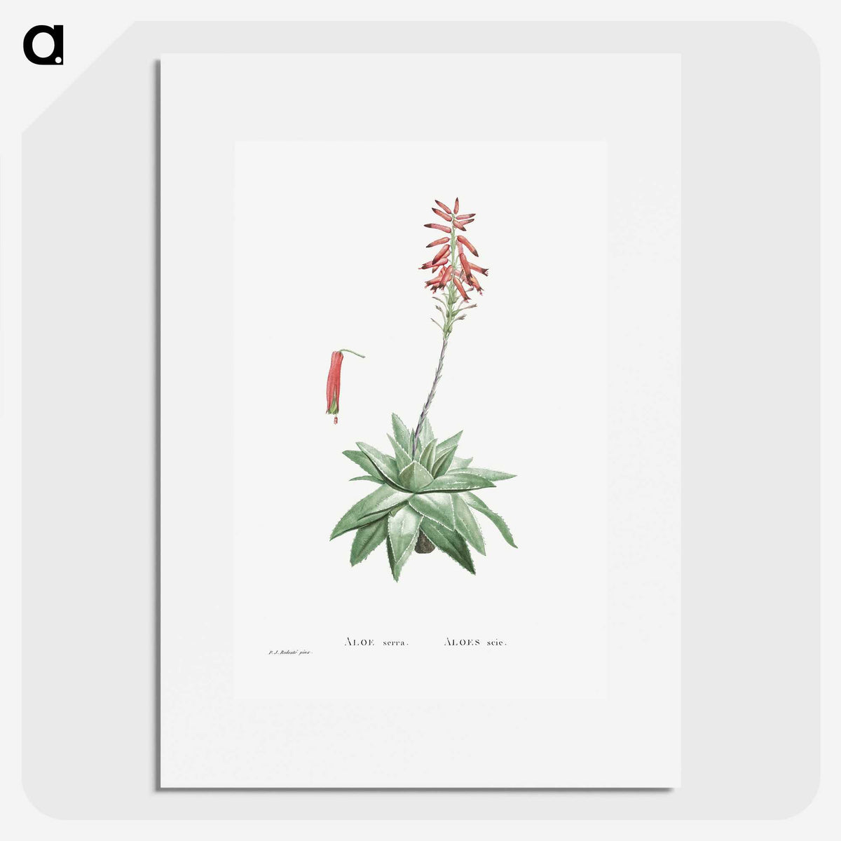 1-90_Histoire-des-Plantes-Grasses_picture