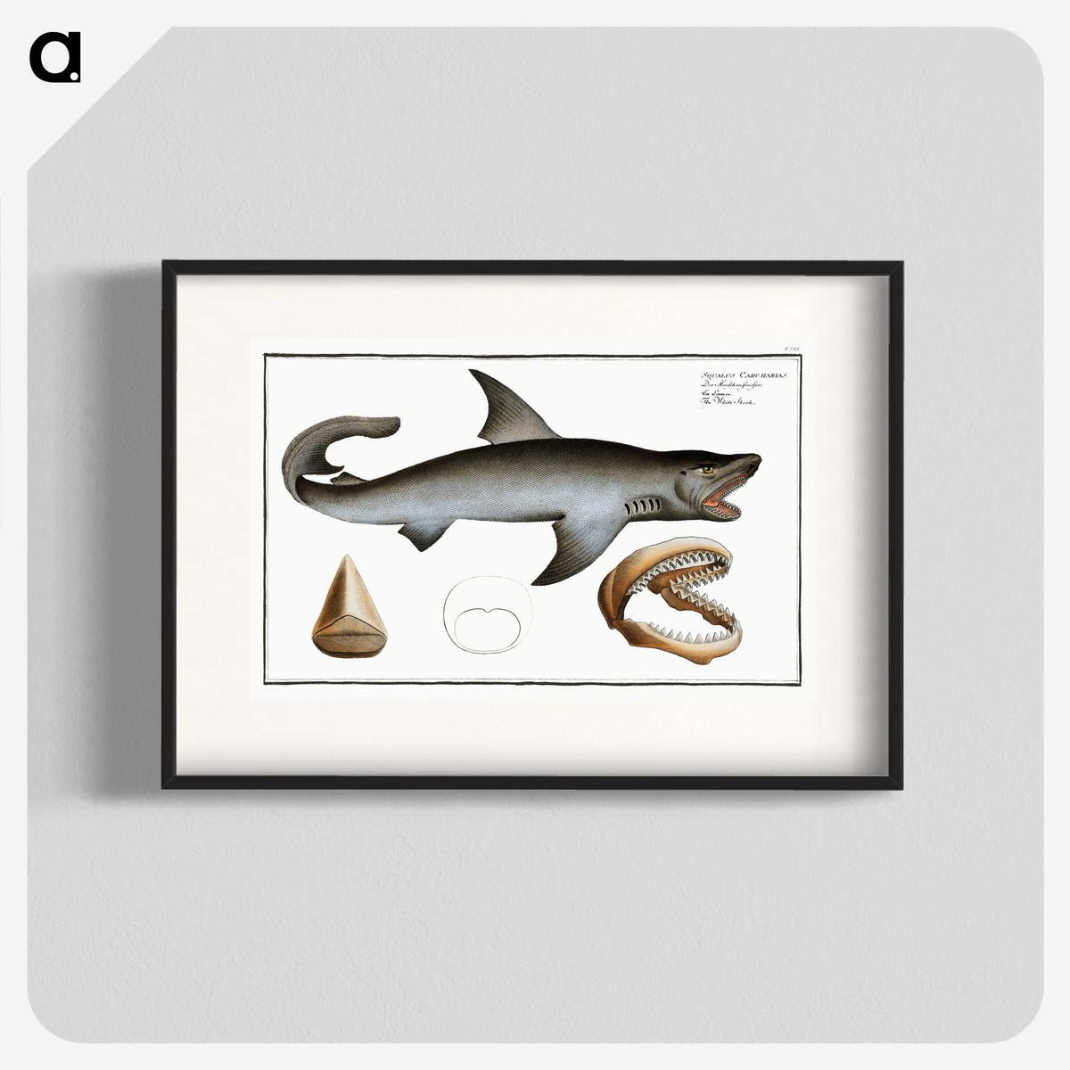 1-90_Ichtyologie-ou-Histoire-naturelle_blk