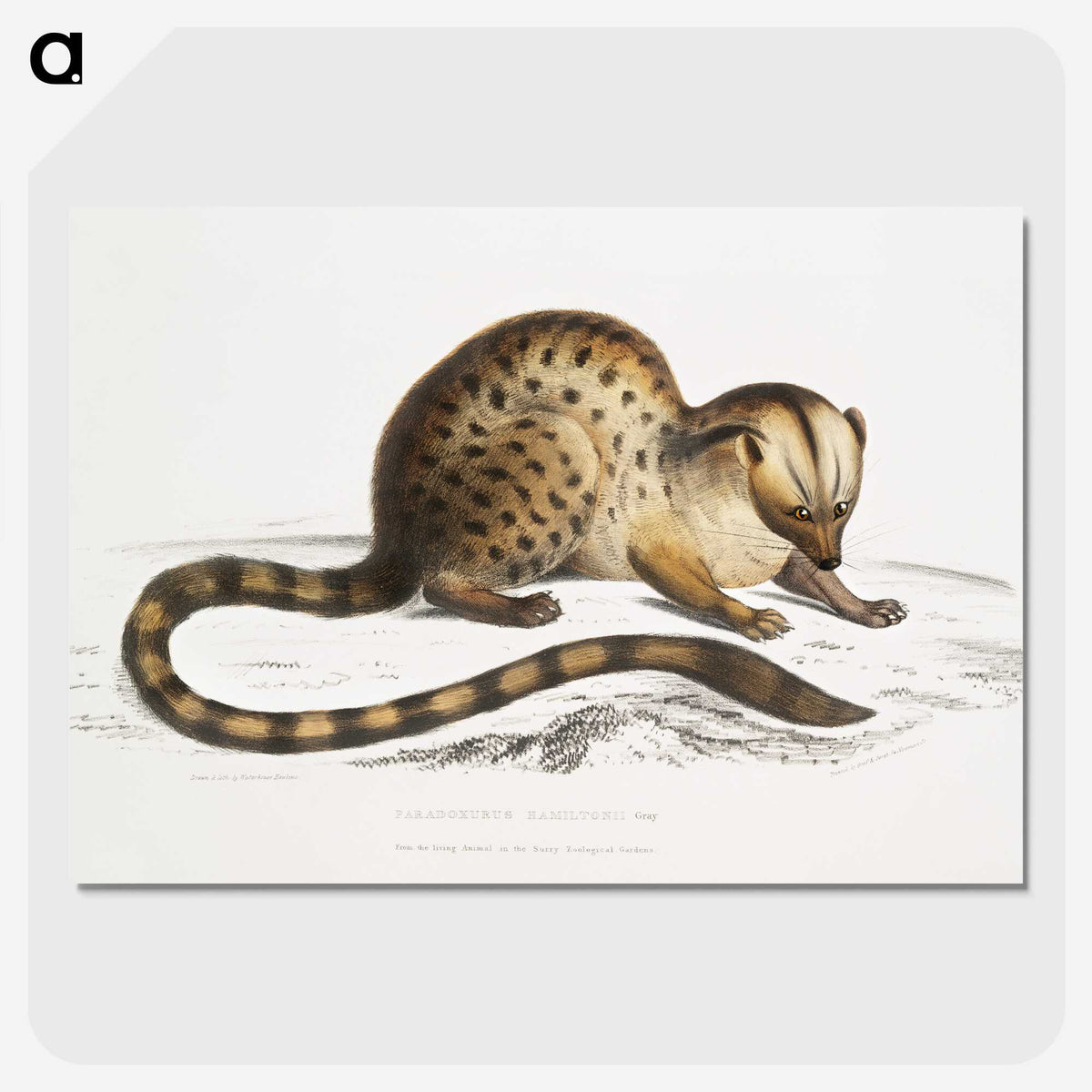 1-90_Indian-Zoology_picture-crop