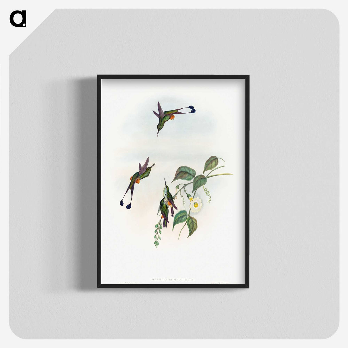 1-90_John-Gould_blk-crop