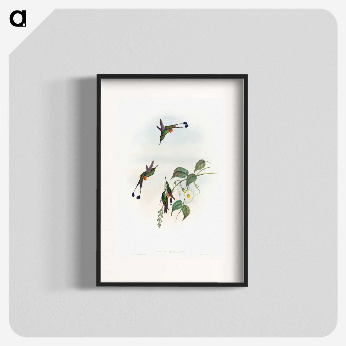 1-90_John-Gould_blk