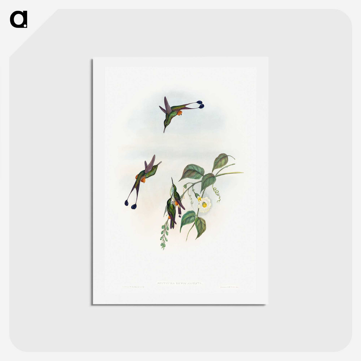 1-90_John-Gould_hagaki