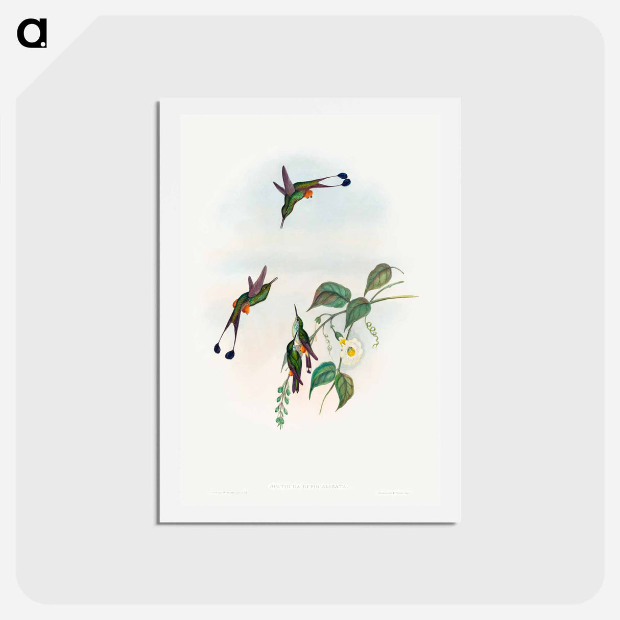 アートポストカード-Red-booted Racket-Tail
- ジョン グールド Postcard.