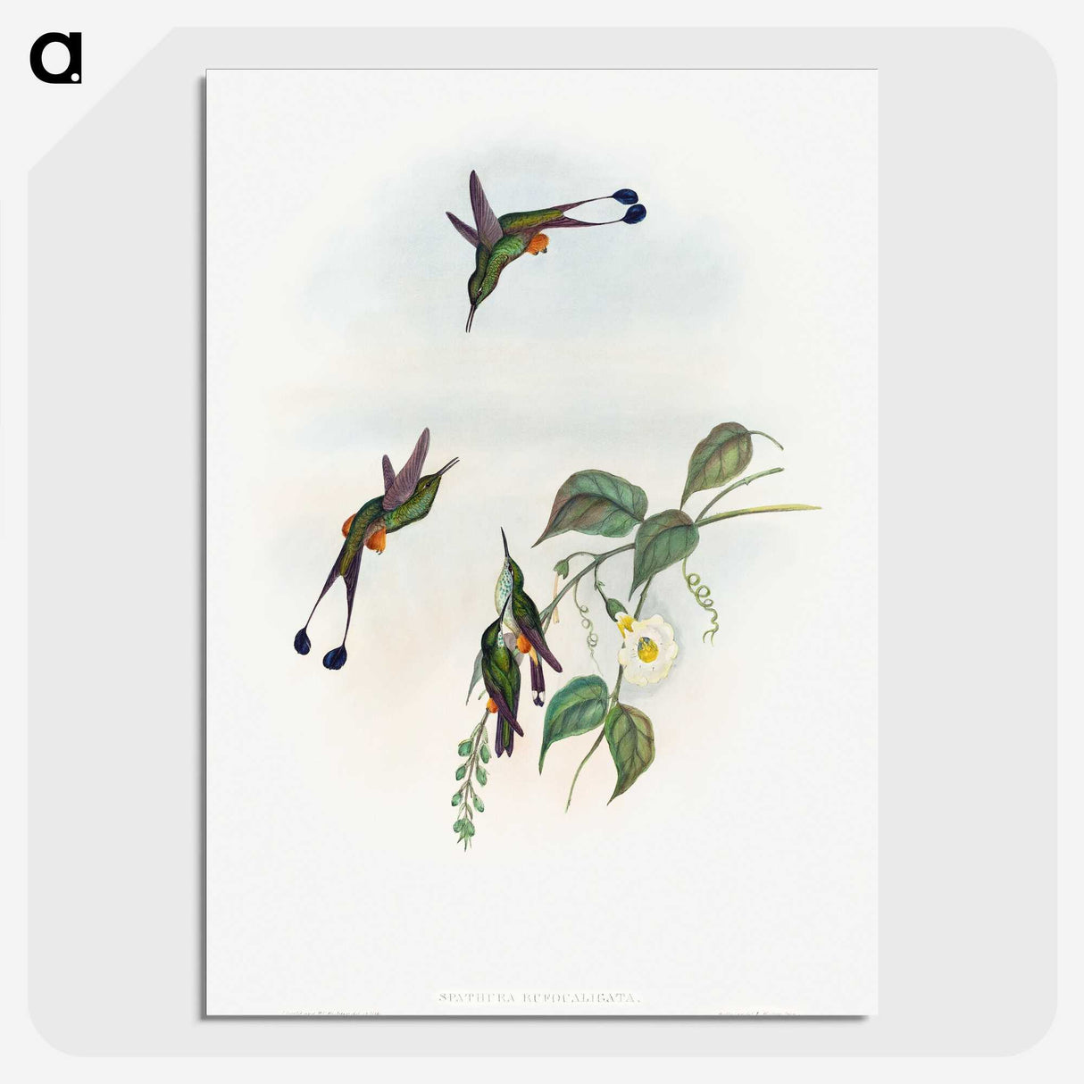 1-90_John-Gould_picture-crop