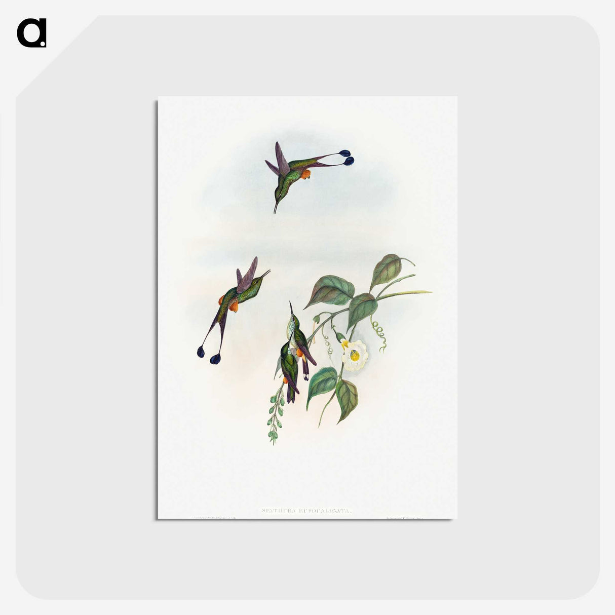 1-90_John-Gould_postcard