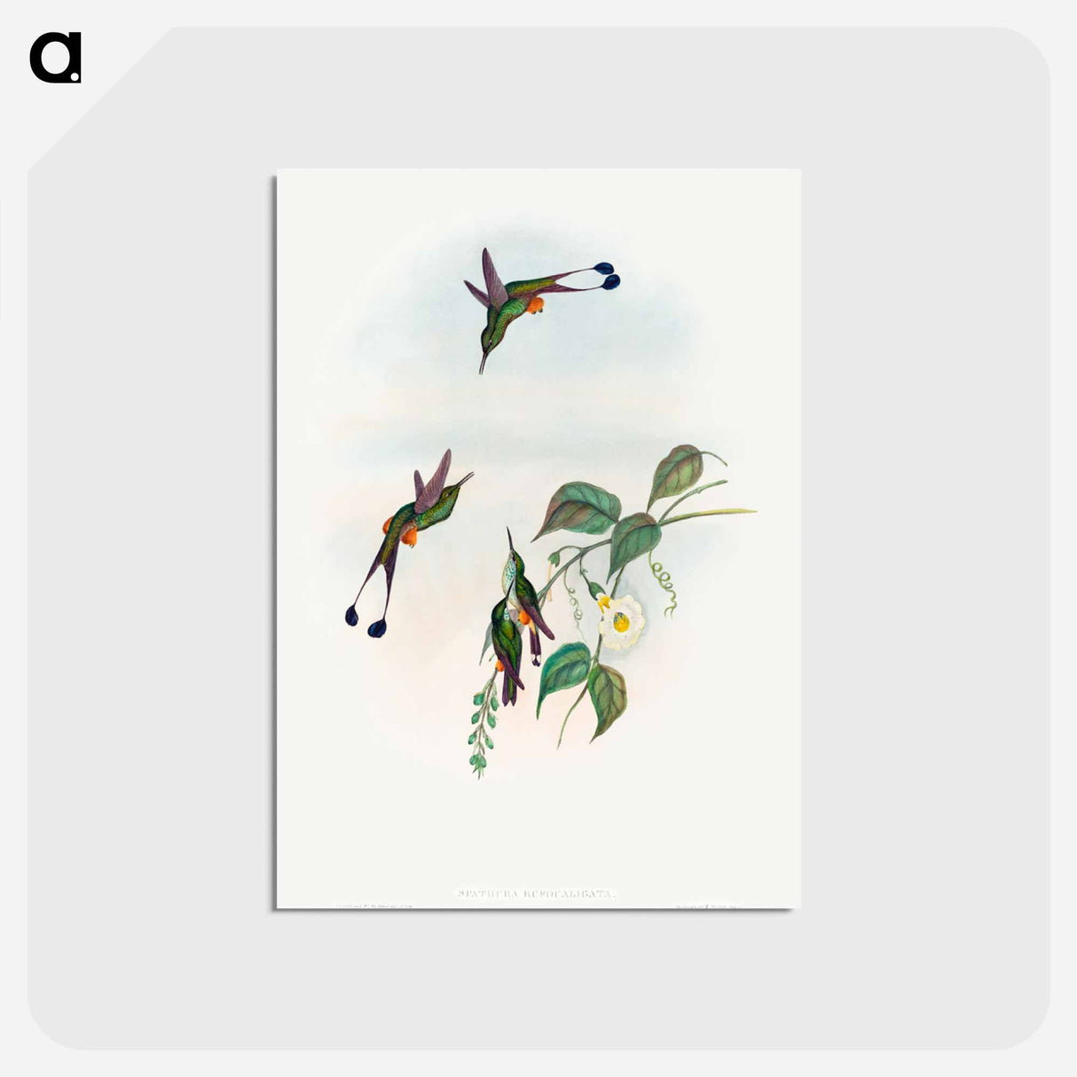 アートポストカード-Red-booted Racket-Tail
- ジョン グールド Postcard.