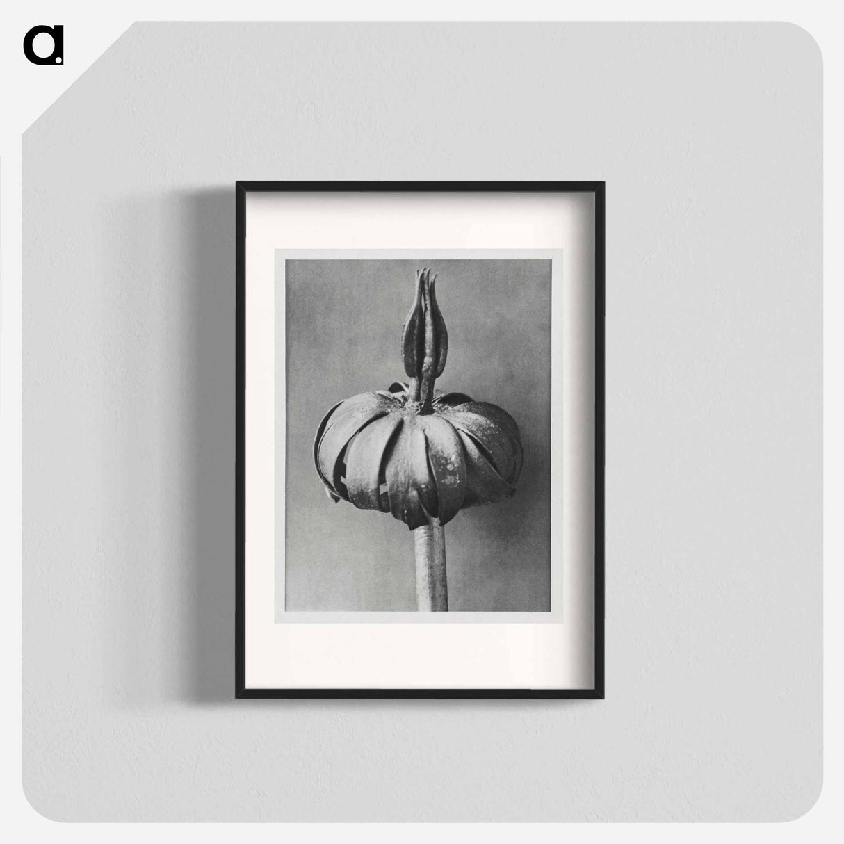 Eranthis cilicica (Winter Aconite) enlarged 8 times from Urformen der Kunst by Karl Blossfeldt - Karl Blossfeldt Poster.