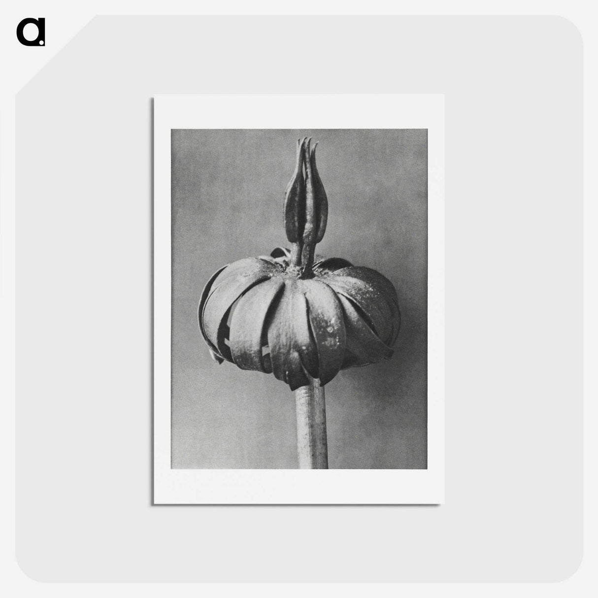 1-90_Karl-Blossfeldt_hagaki