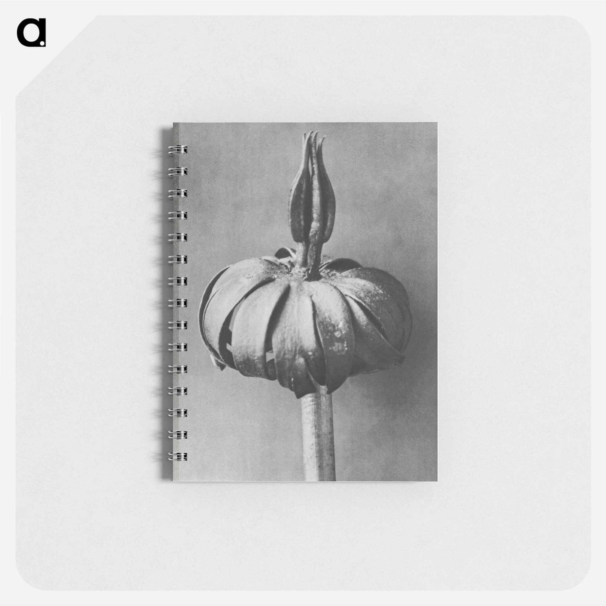 Eranthis cilicica (Winter Aconite) enlarged 8 times from Urformen der Kunst by Karl Blossfeldt - カール ブロスフェルト Memo.