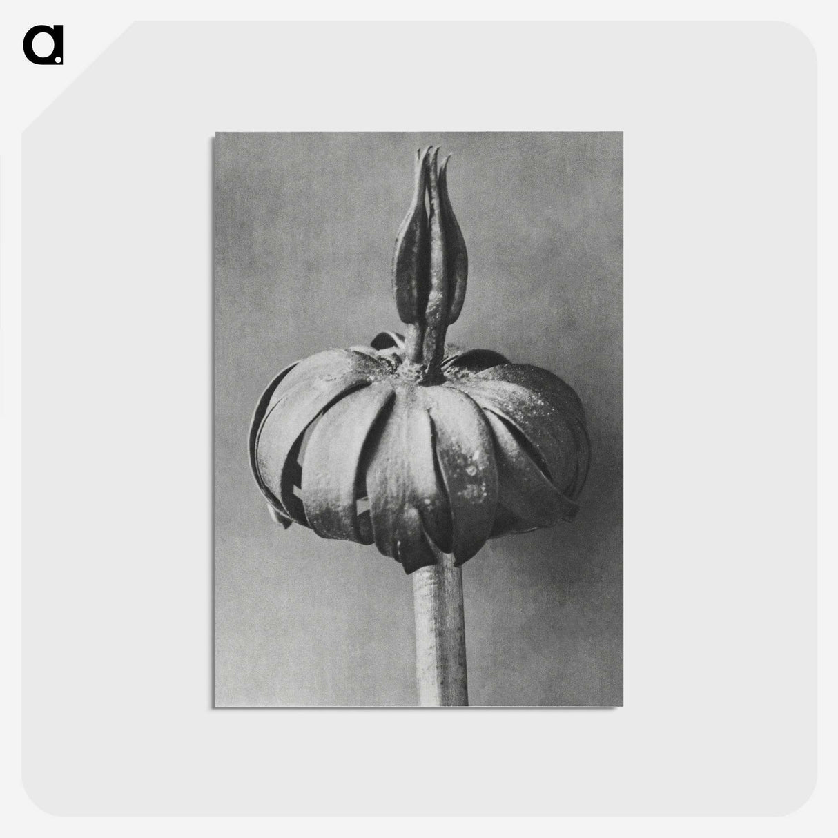 1-90_Karl-Blossfeldt_postcard