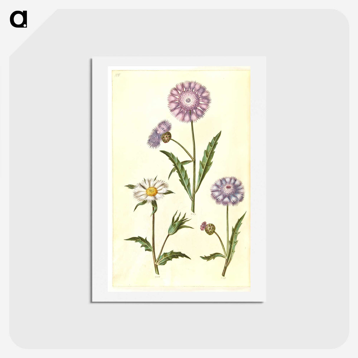 1-90_Maria-Sibylla-Merian_hagaki