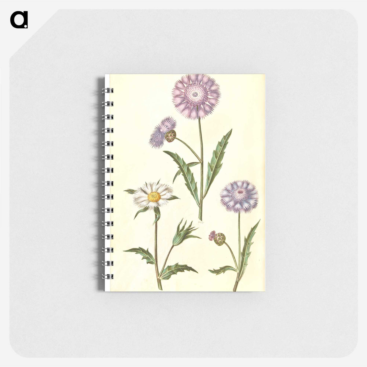 1-90_Maria-Sibylla-Merian_memo