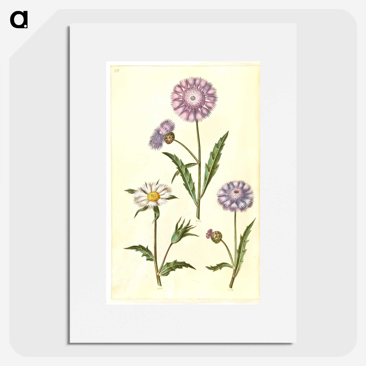 1-90_Maria-Sibylla-Merian_picture