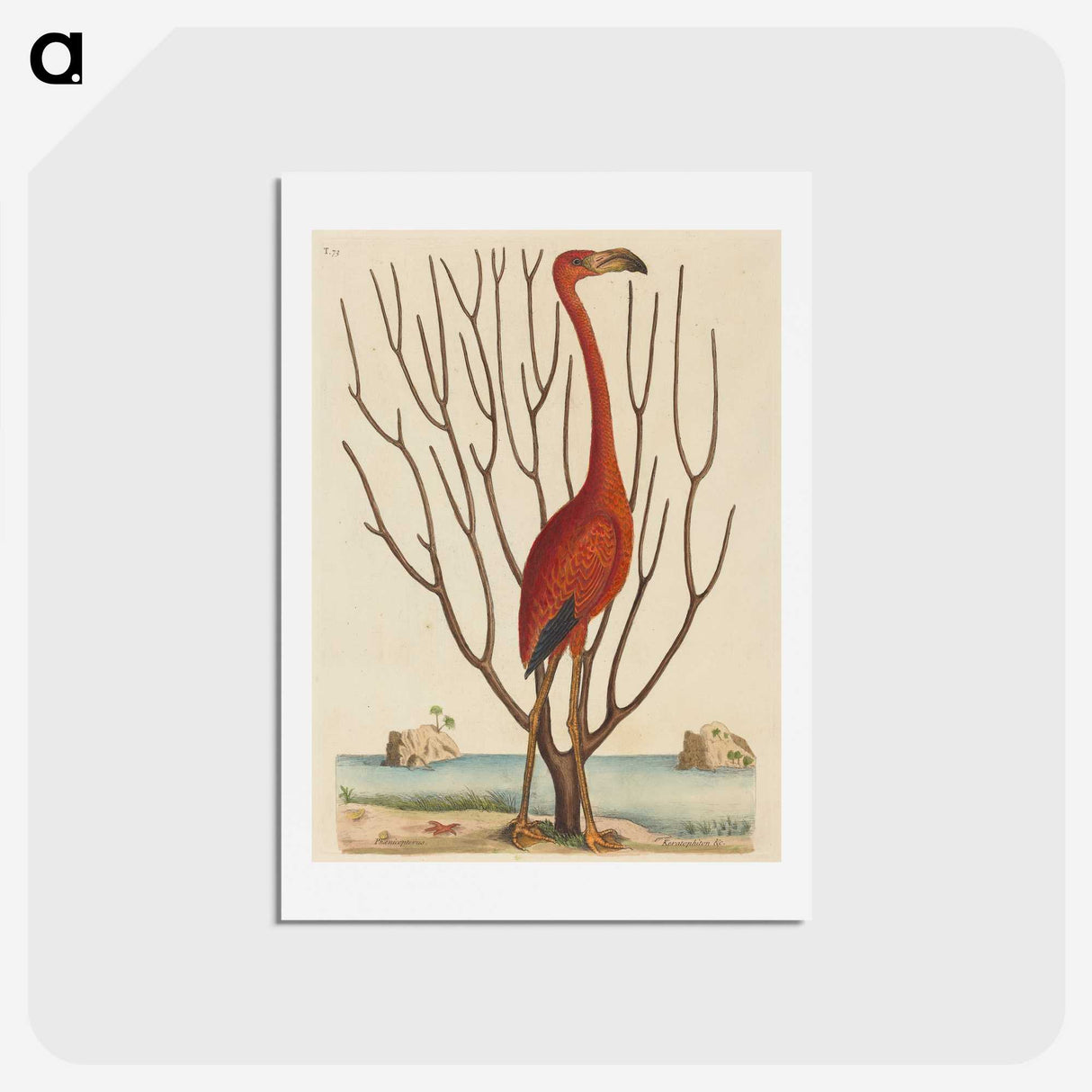1-90_Mark-Catesby_hagaki