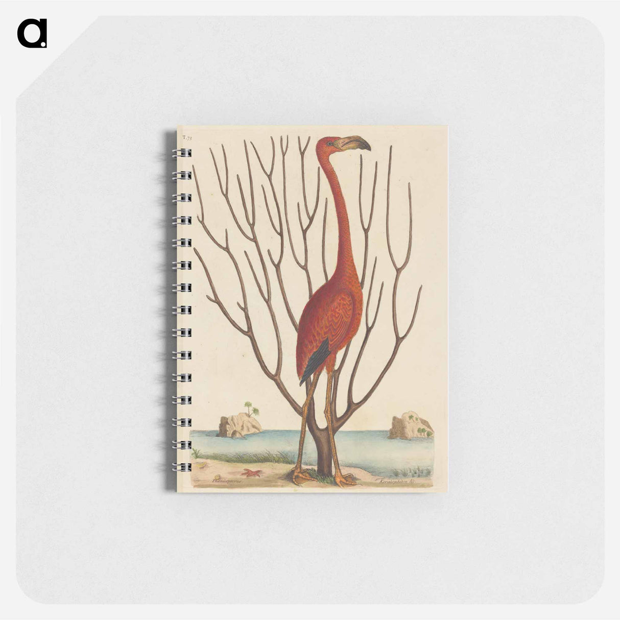 アートメモ帳-The Flamingo
- マーク ケイツビー Memo.