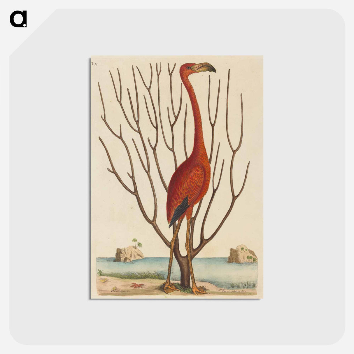 アートポストカード-The Flamingo
- マーク ケイツビー Postcard.