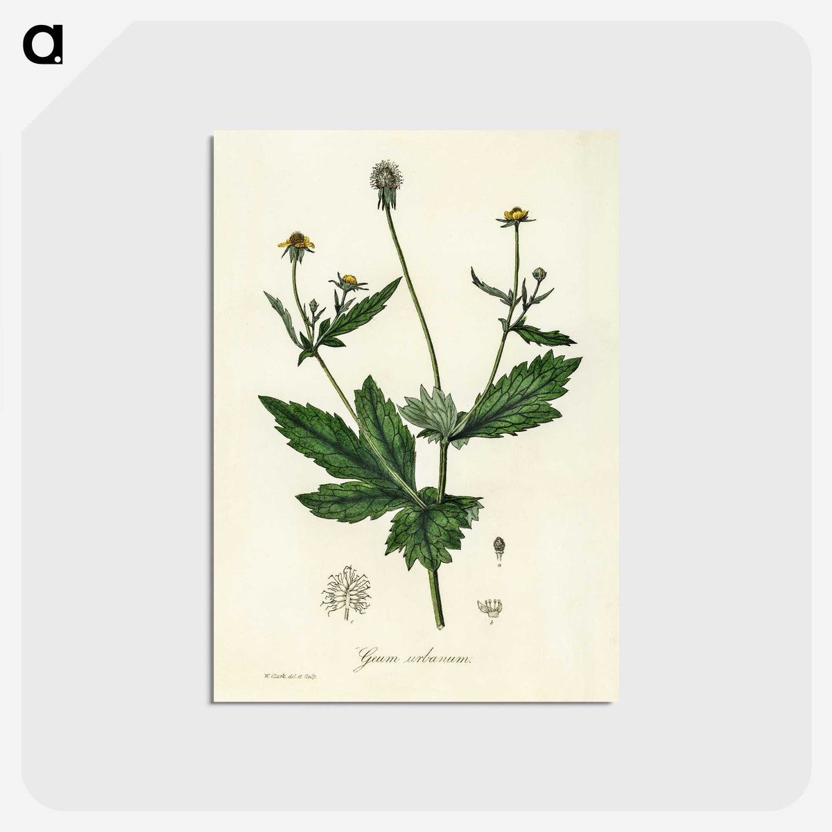 1-90_Medical-Botany_postcard