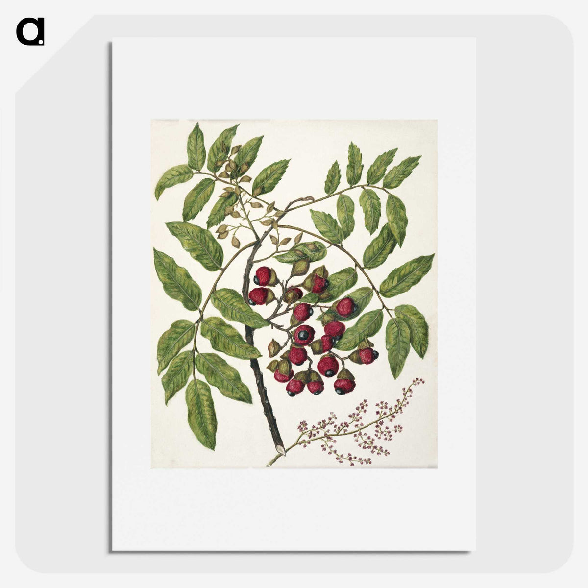 1-90_Native-Flowering-Plants-of-New-Zealand_picture