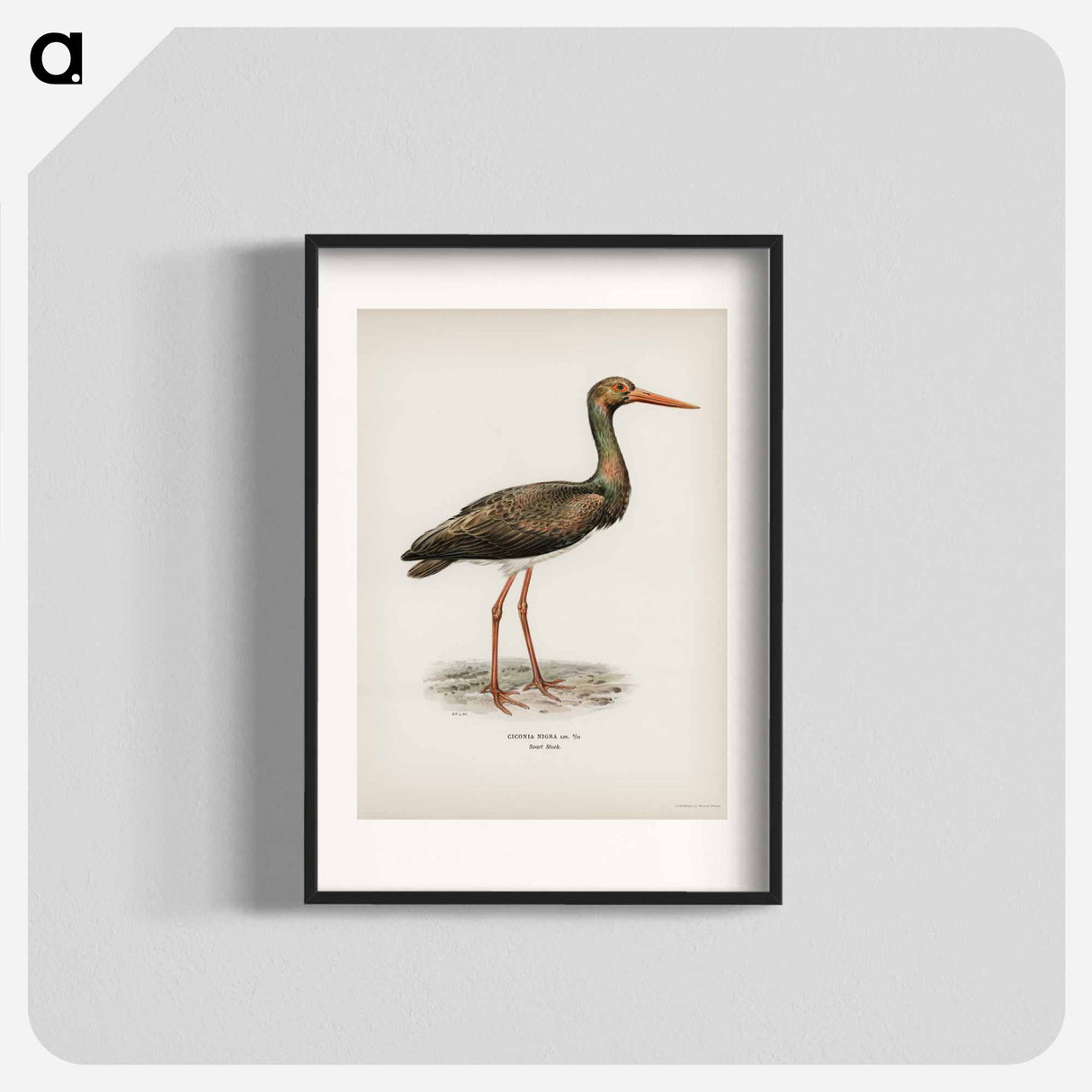 アートポスター-Black Stork
- スヴェンスカ フォグラル Poster.