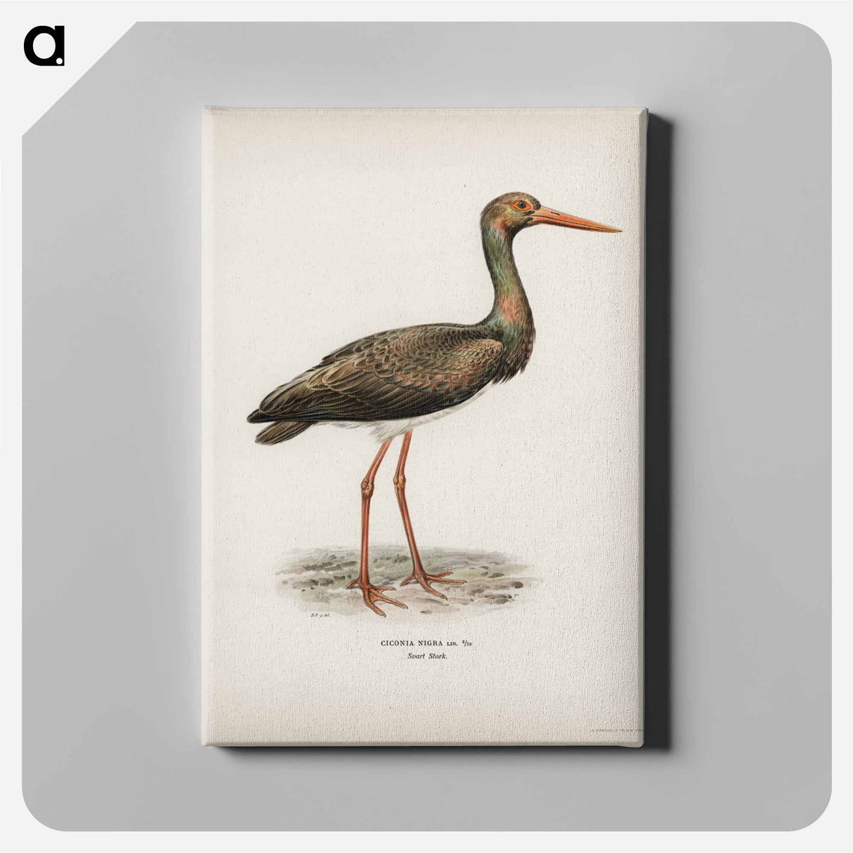 アートパネル-Black Stork
- スヴェンスカ フォグラル Canvas.