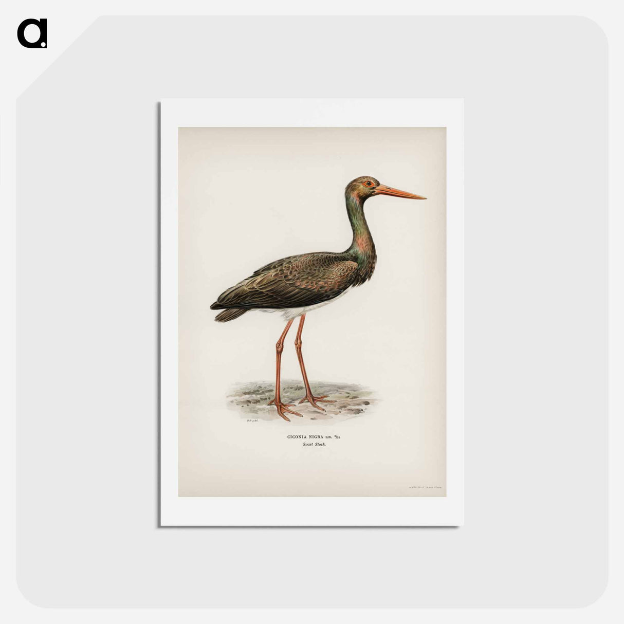 アートポストカード-Black Stork
- スヴェンスカ フォグラル Postcard.