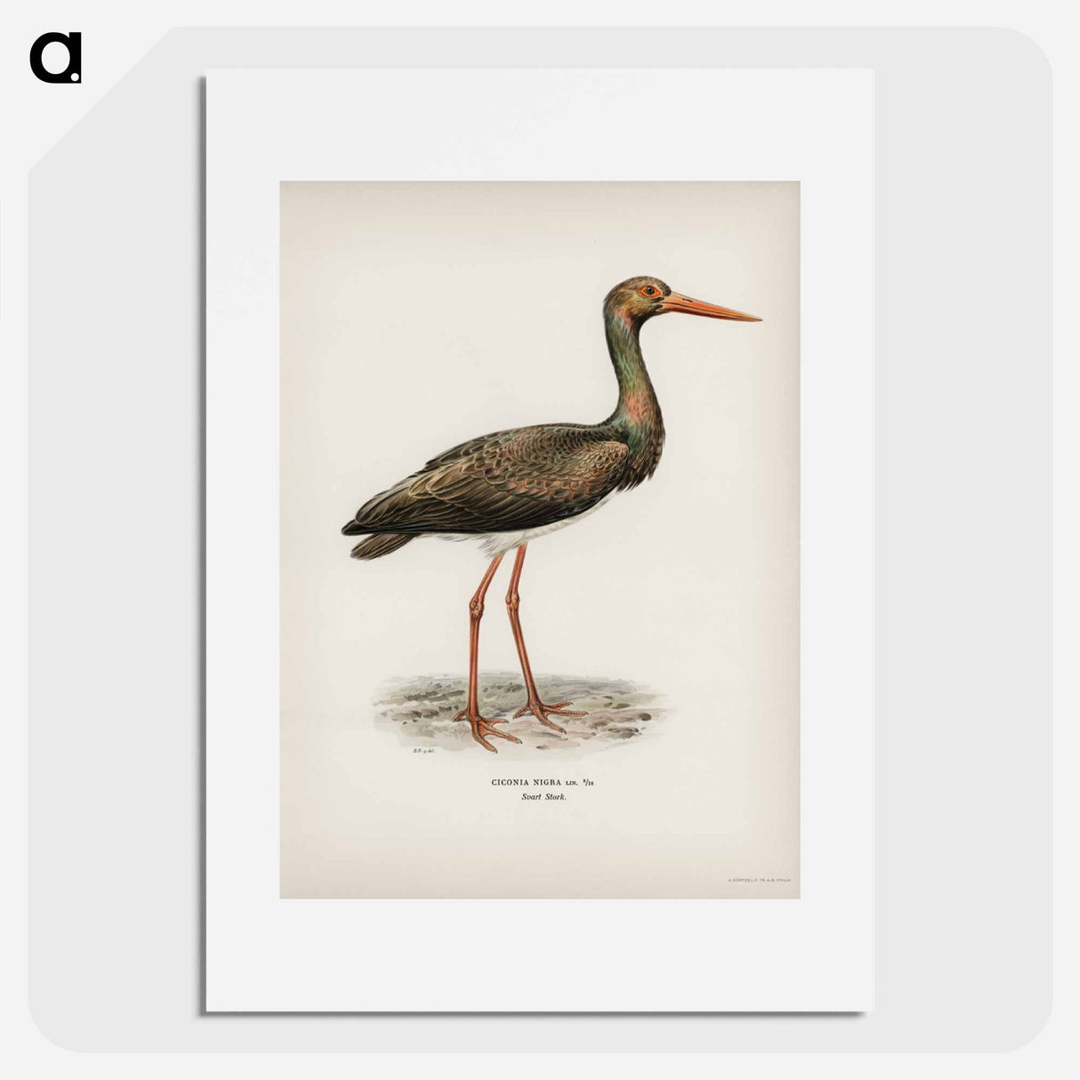 アートポスター-Black Stork
- スヴェンスカ フォグラル Poster.