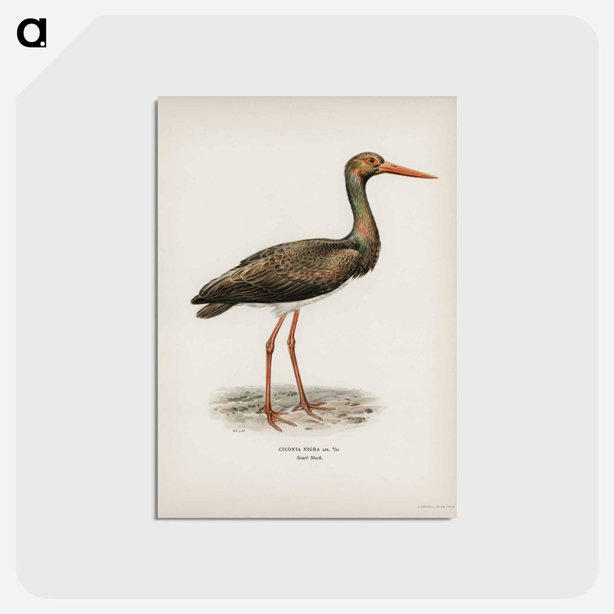 アートポストカード-Black Stork
- スヴェンスカ フォグラル Postcard.