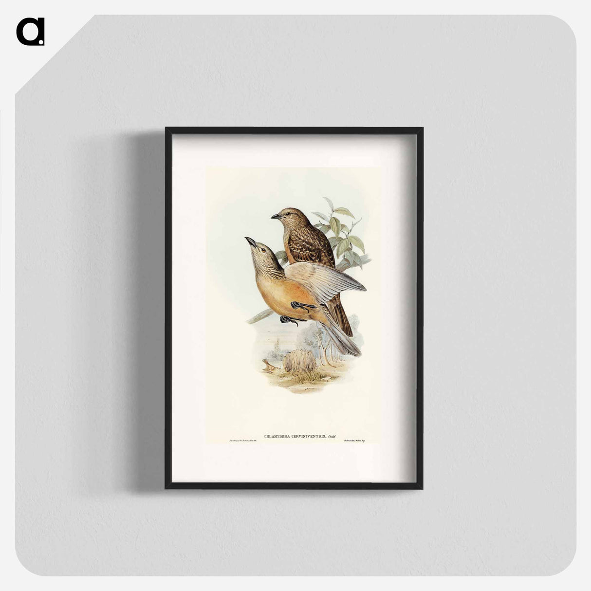 アートポスター-Fawn-breasted Bower-bird
- オーストラリアの鳥 Poster.