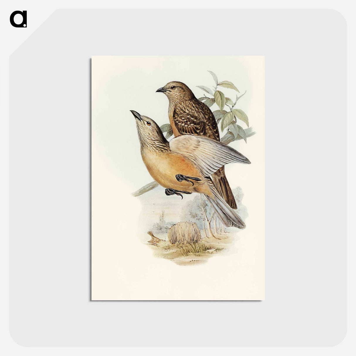 アートポストカード-Fawn-breasted Bower-bird
- オーストラリアの鳥 Postcard.