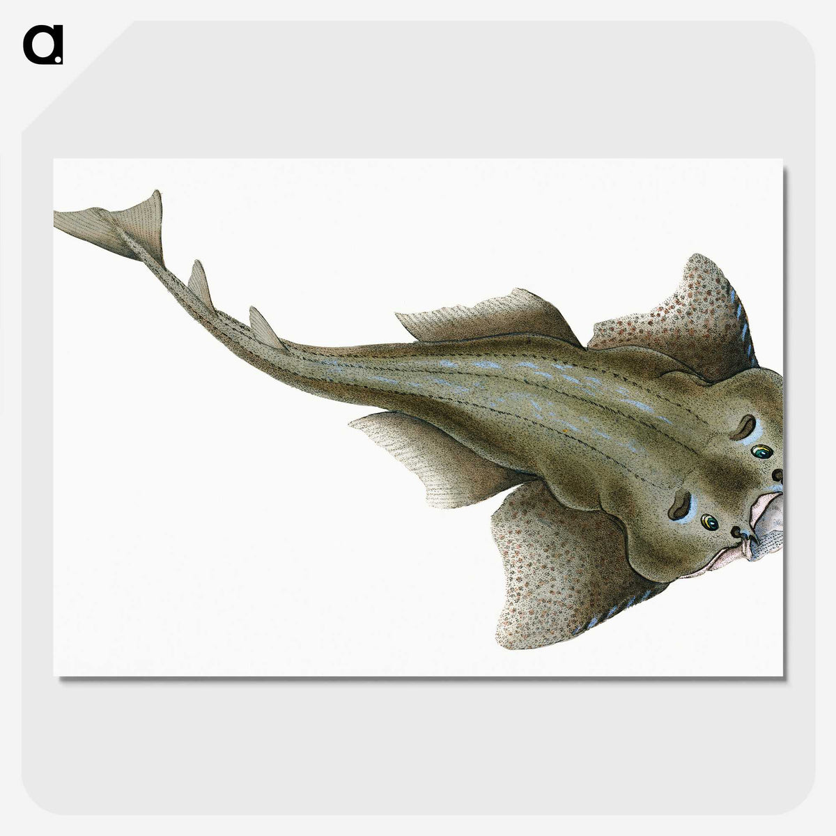 1-90_The-Natural-History-of-British-Fishes_picture-crop