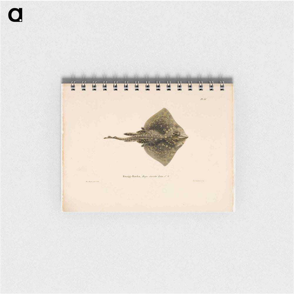 Thornback ray, male - ヴィルヘルム フォン ライト Memo.