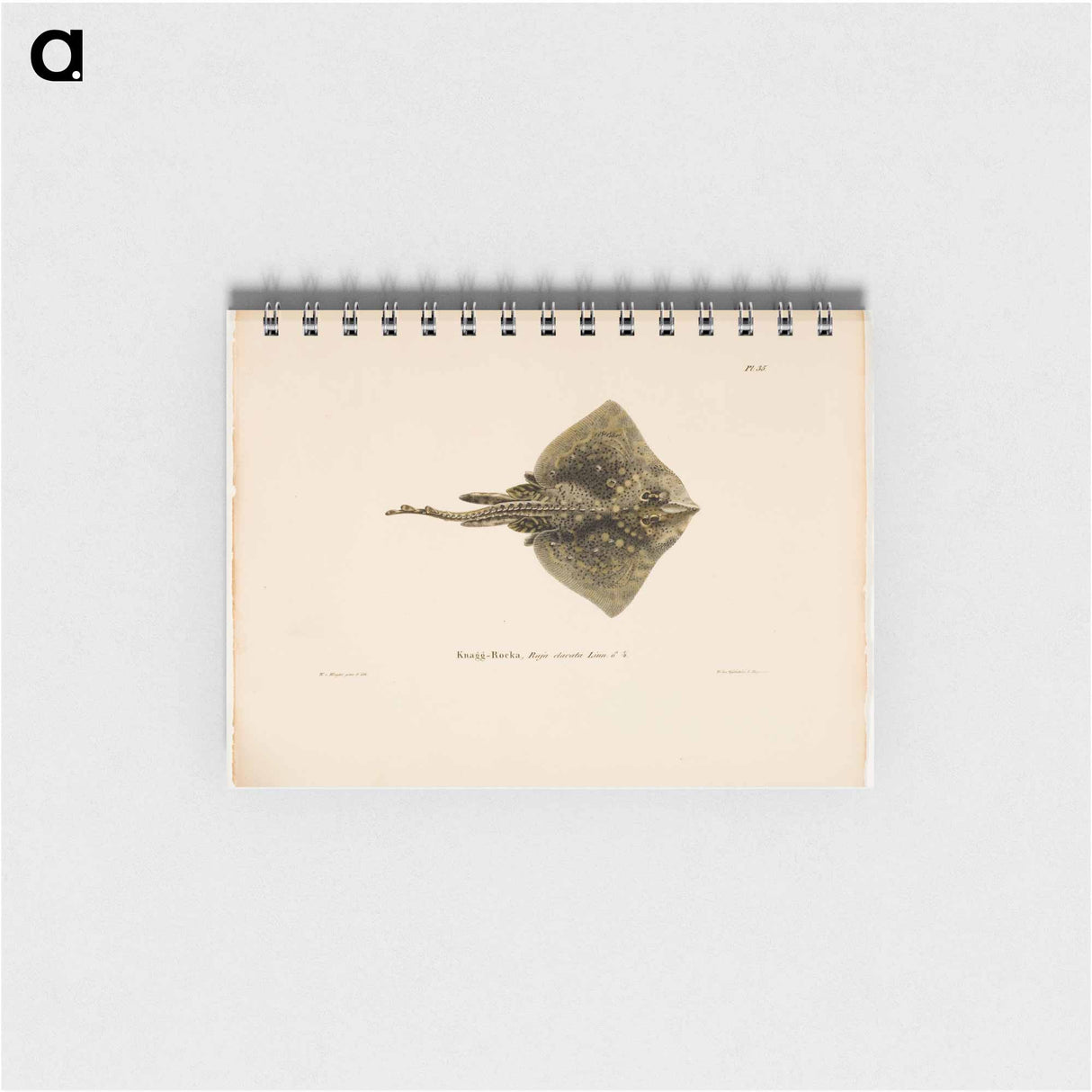 Thornback ray, male - ヴィルヘルム フォン ライト Memo.