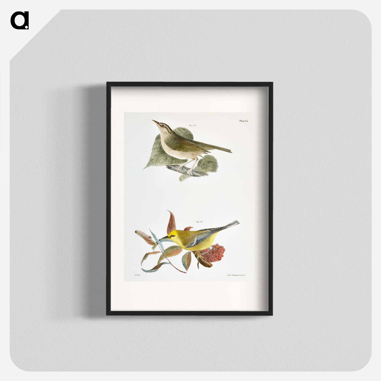 The Wormeating Warbler (Vermivora pensylvanica) The Blue-winged Warbler (Vermivora solitaria) - ニューヨークの動物学 Poster.