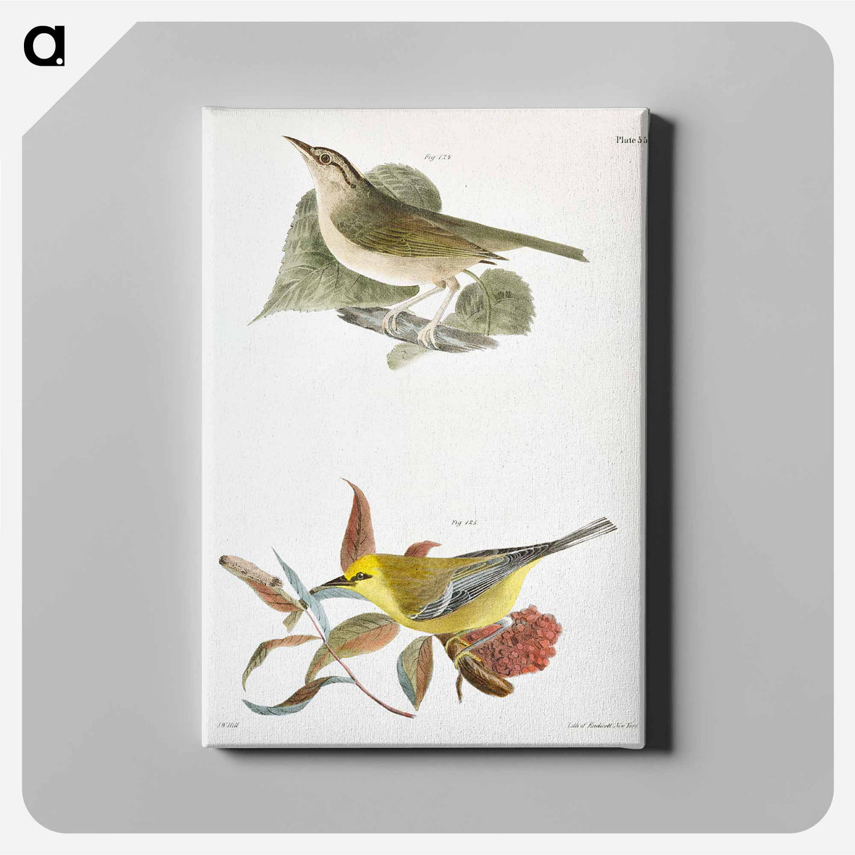 The Wormeating Warbler (Vermivora pensylvanica) The Blue-winged Warbler (Vermivora solitaria) - ニューヨークの動物学 Canvas.