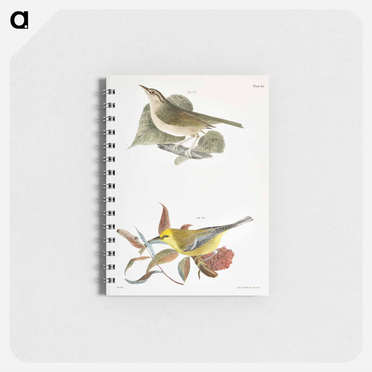 The Wormeating Warbler (Vermivora pensylvanica) The Blue-winged Warbler (Vermivora solitaria) - ニューヨークの動物学 Memo.