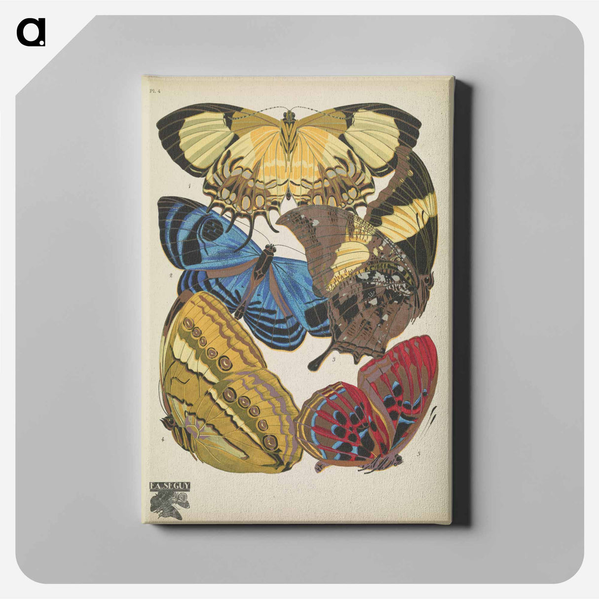 E.A. Séguy's vintage butterflies insect illustration - E.A.セギー Canvas.