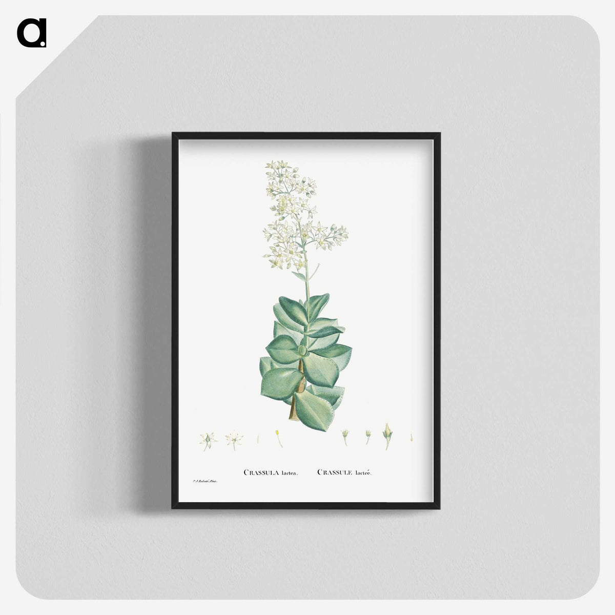 1-91_Histoire-des-Plantes-Grasses_blk-crop