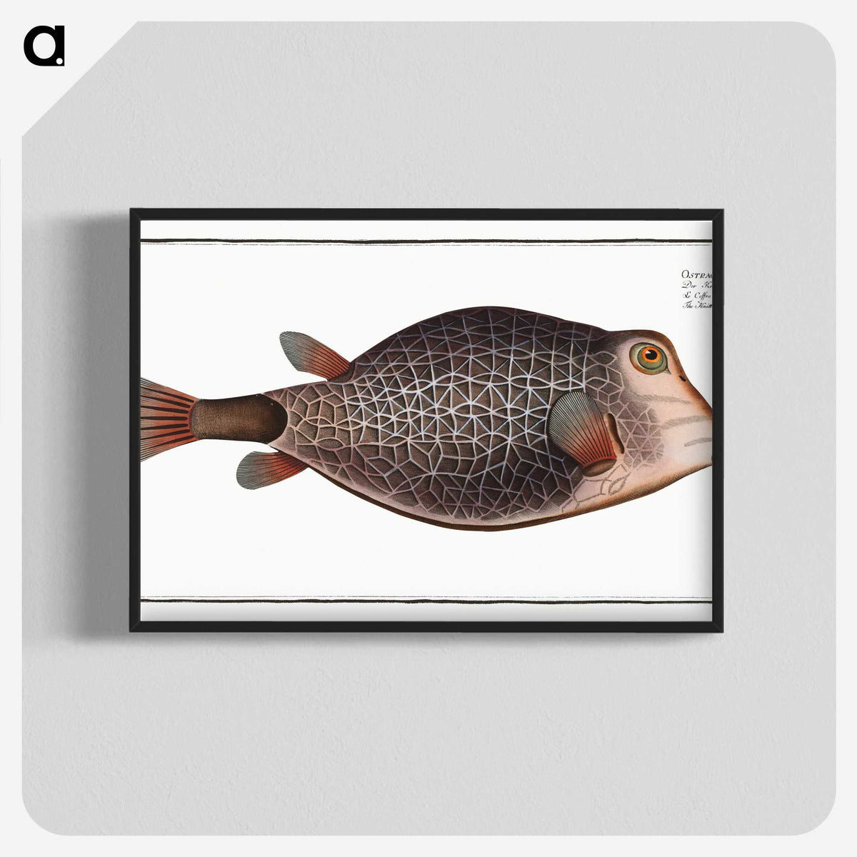 1-91_Ichtyologie-ou-Histoire-naturelle_blk-crop
