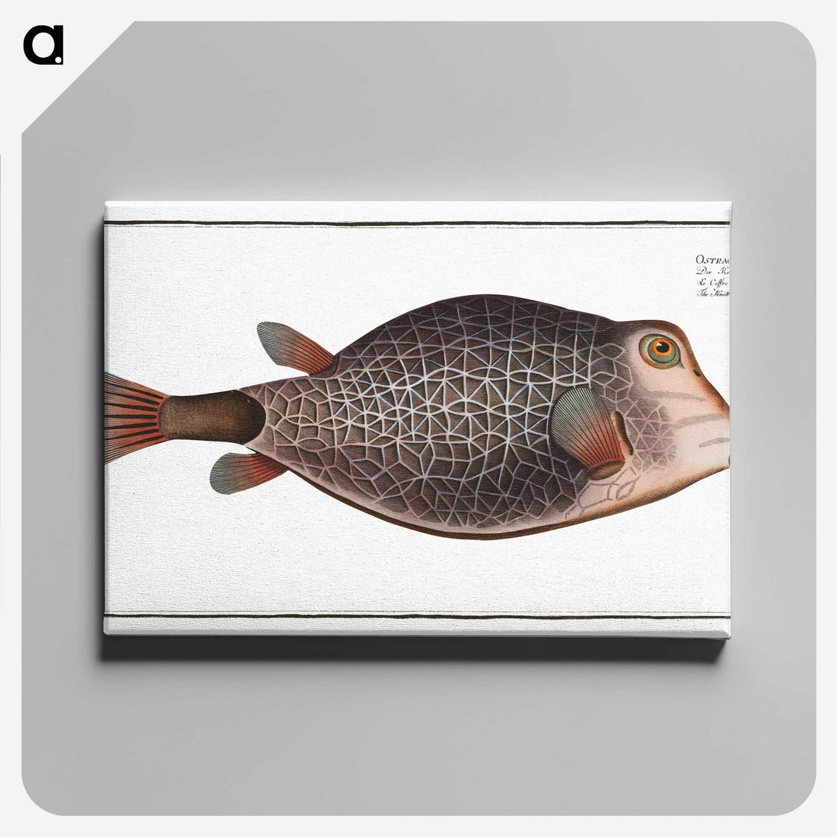 1-91_Ichtyologie-ou-Histoire-naturelle_canvas