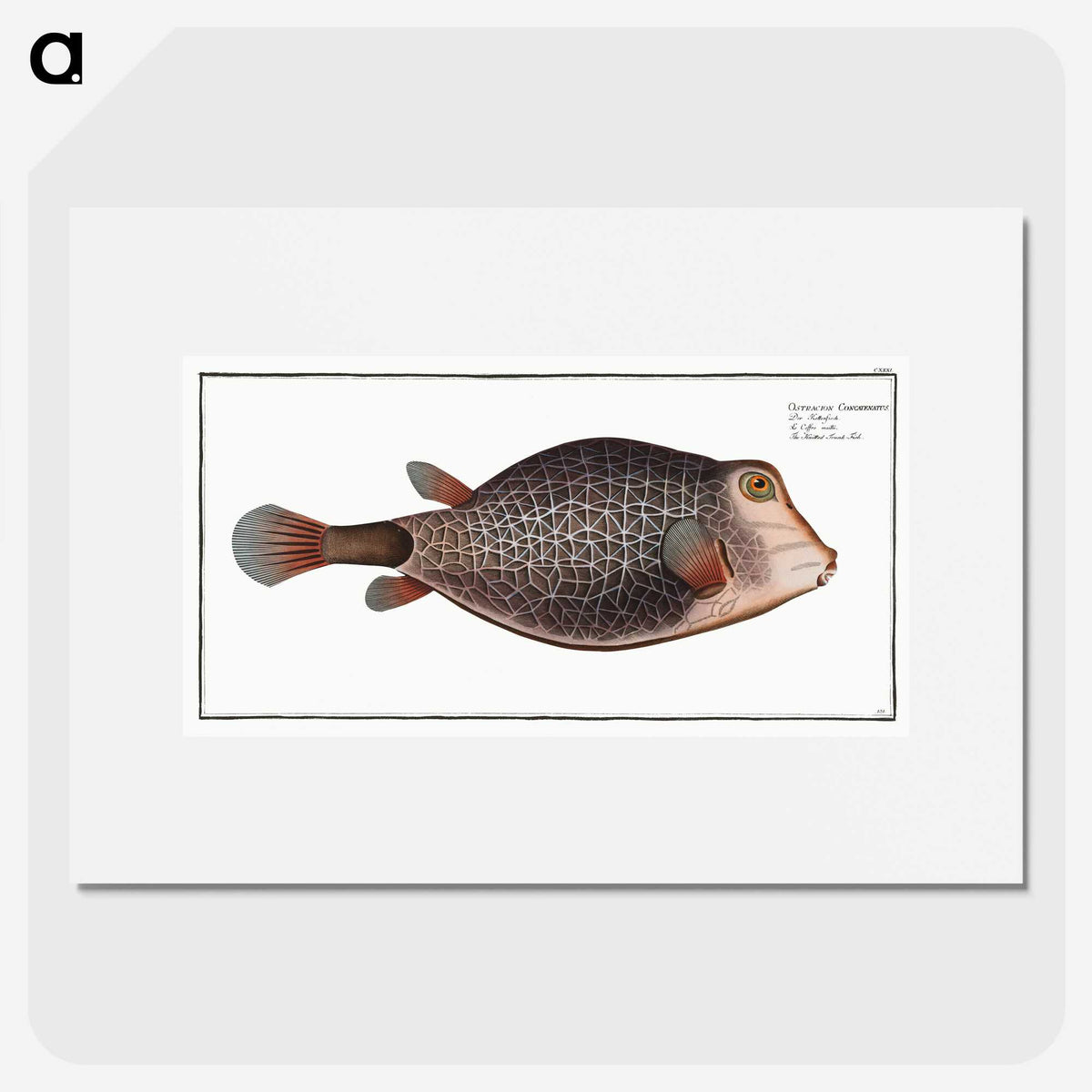 1-91_Ichtyologie-ou-Histoire-naturelle_picture