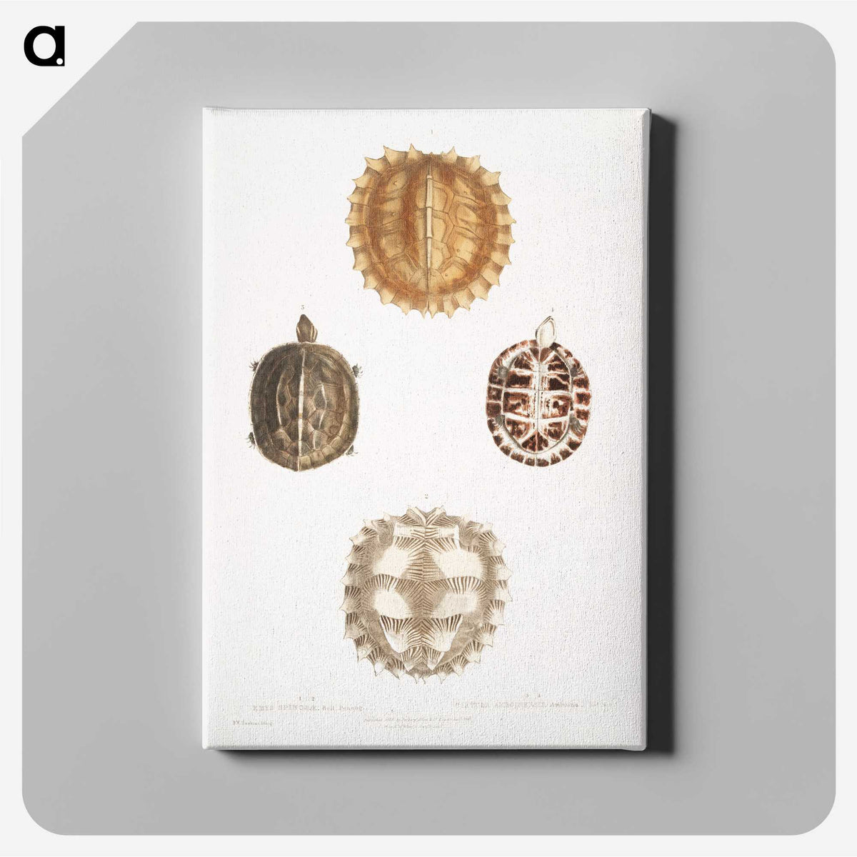 1-91_Indian-Zoology_canvas