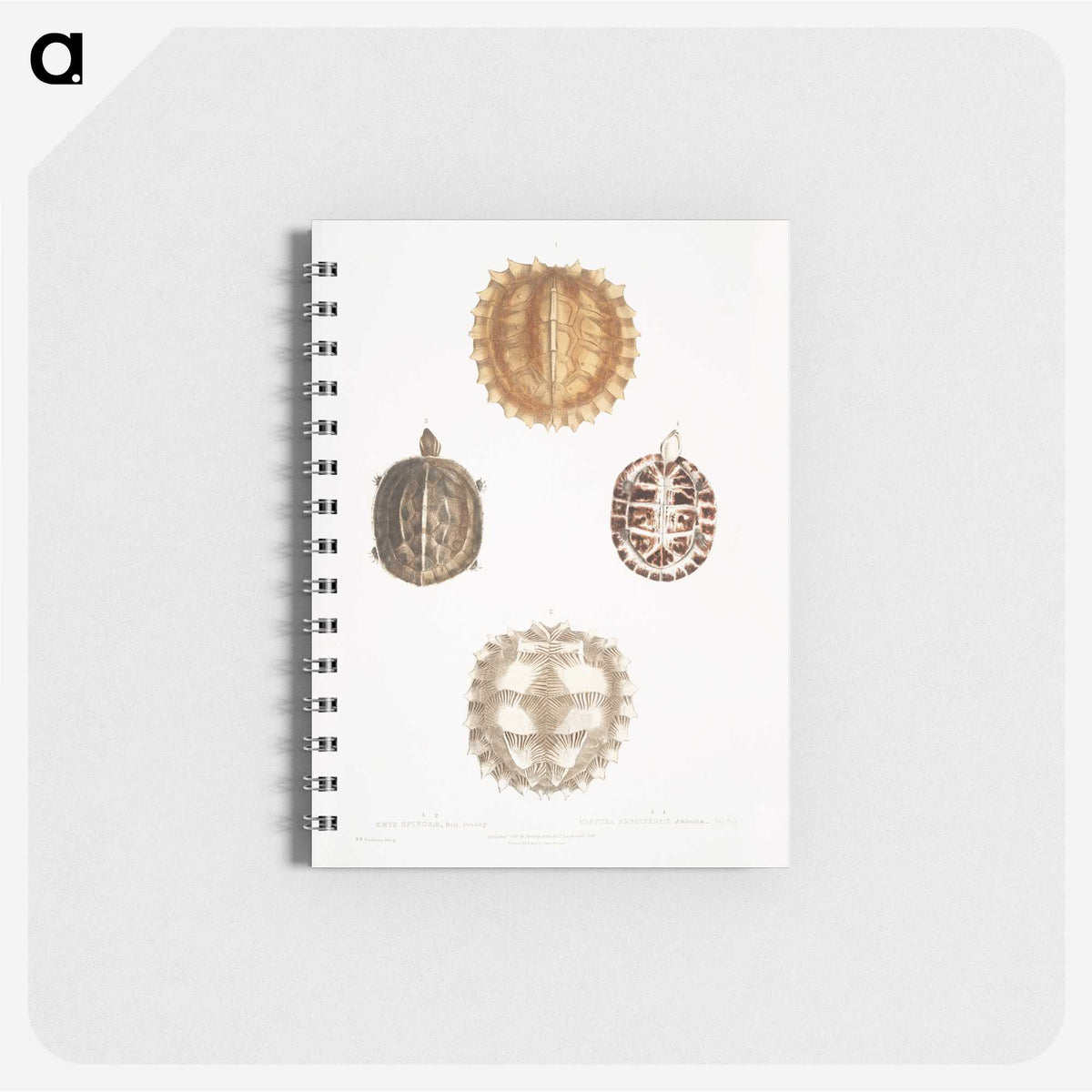 1-91_Indian-Zoology_memo