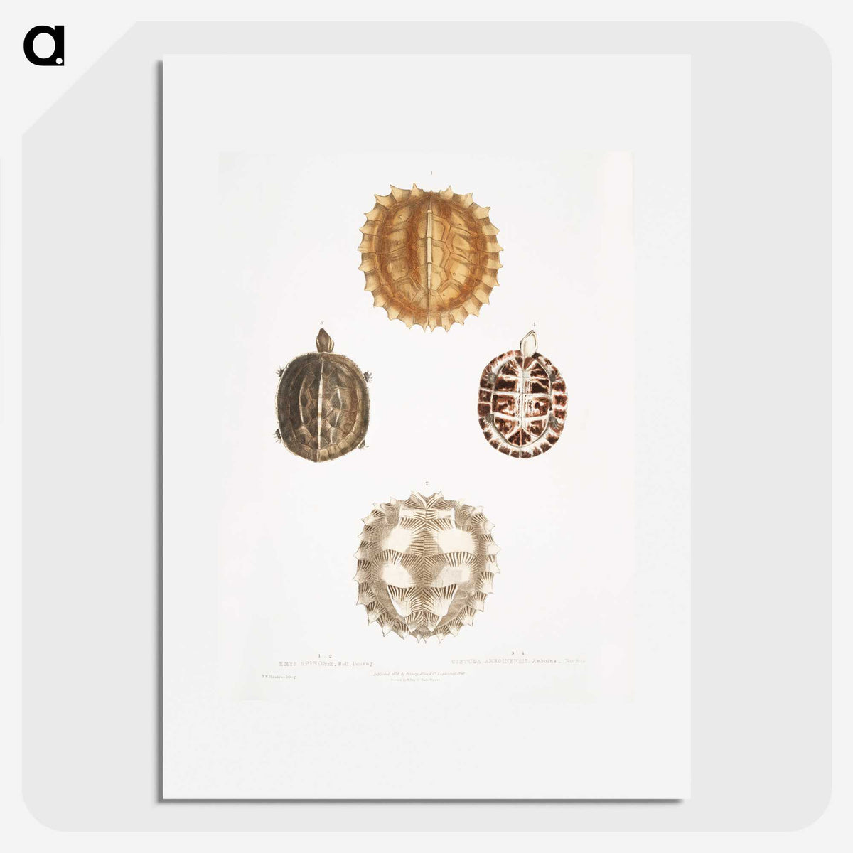 1-91_Indian-Zoology_picture