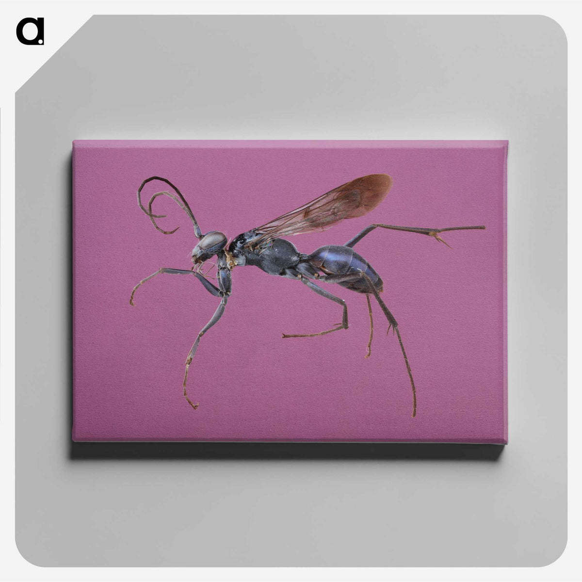 1-91_Insects-Unlocked-Project_canvas