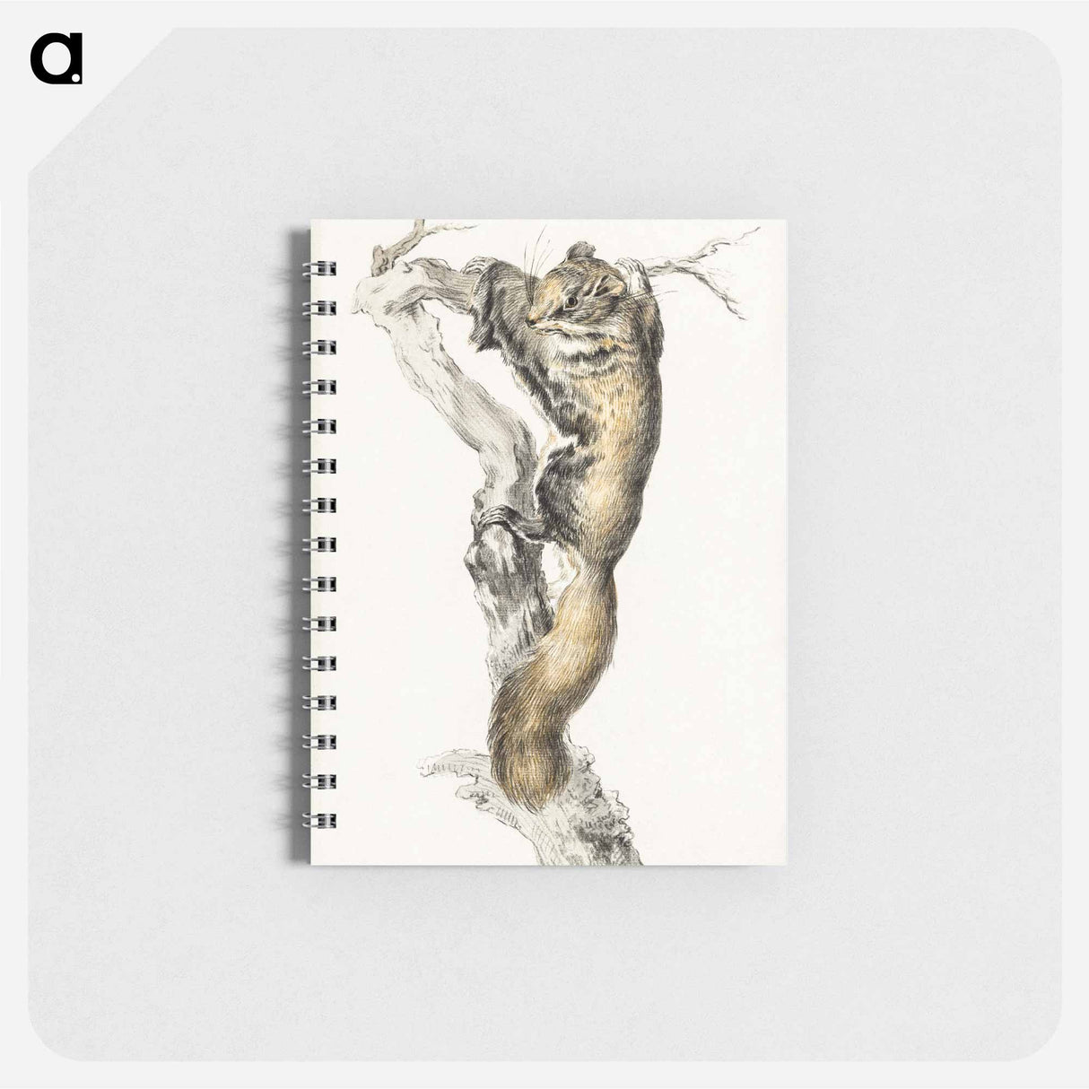 Flying squirrel, on a branch - ジャン ベルナール Memo.