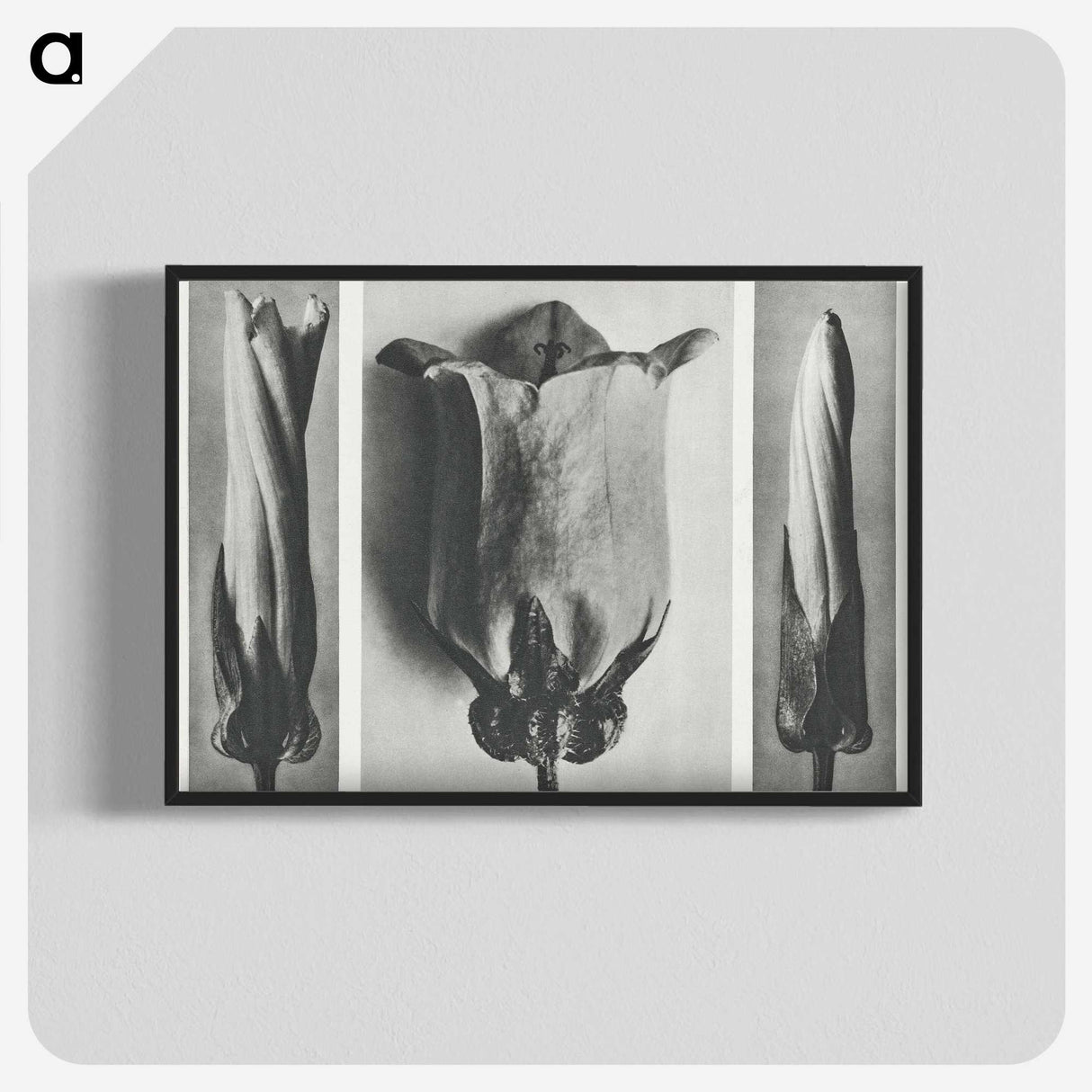 1-91_Karl-Blossfeldt_blk-crop