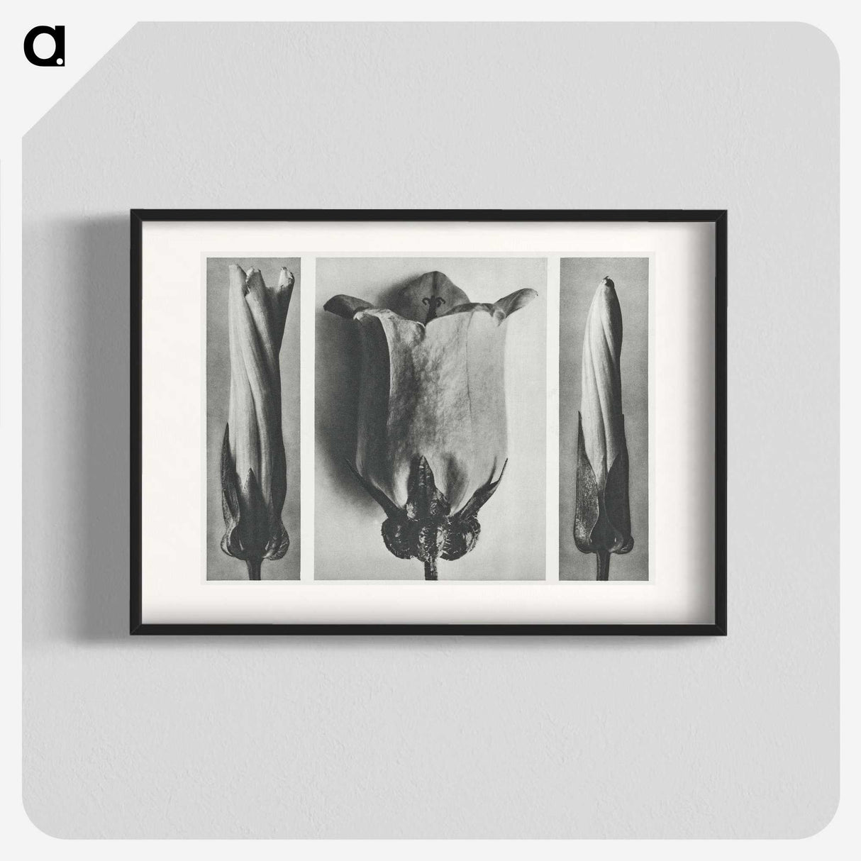 1-91_Karl-Blossfeldt_blk