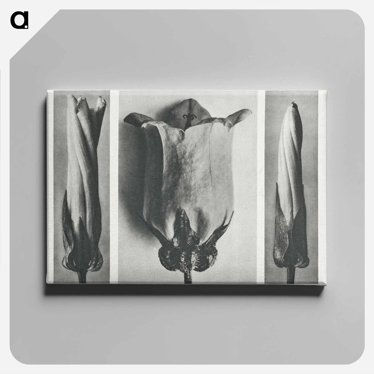 Convolvulus Sepium and Campanula Medium - Karl Blossfeldt Canvas.