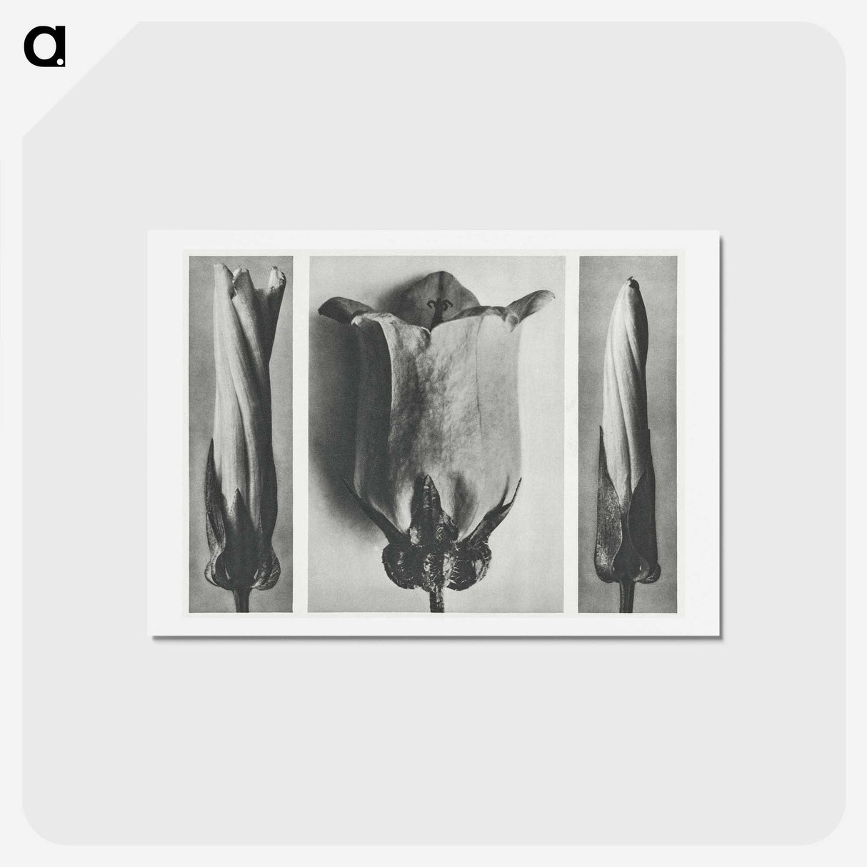 1-91_Karl-Blossfeldt_hagaki